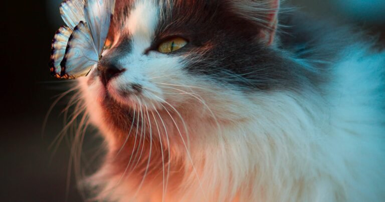 Senior tabby cat resting peacefully in warm sunlight