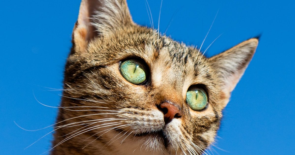 Senior cat with wise eyes looking into the distance