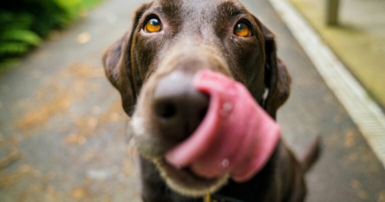 Happy senior dog walking outdoors with owner support