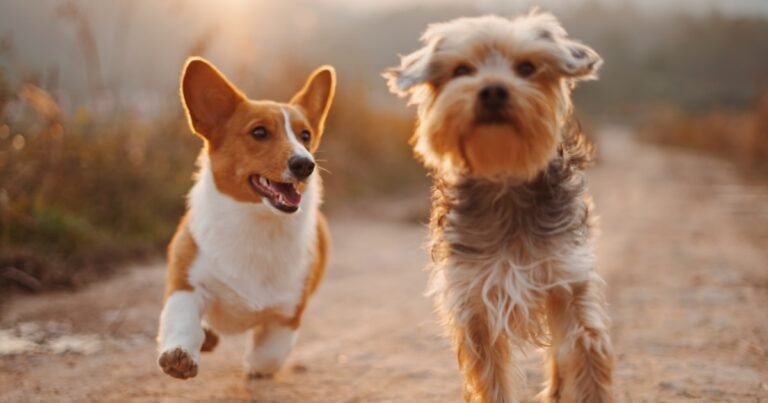 Senior dog on a gentle walk with loving owner in a park